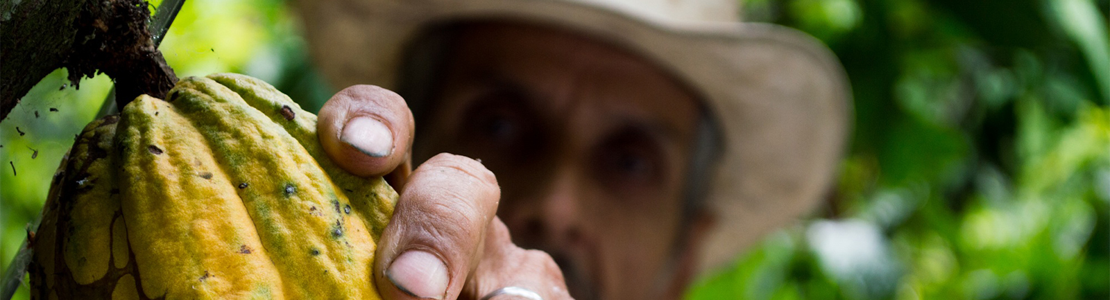 A farmer tending cacao on the tree